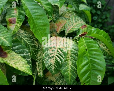 Braun gefleckt und gelber Schaden durch Anthraknose auf dem grünen Blatt des Robusta-Kaffeepflanzenbaums, Pflanzenkrankheiten, die die Landwirtschaft schädigen Stockfoto