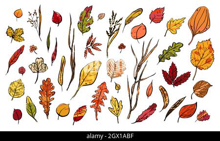 Herbstblätter Skizze gesetzt. Handgezeichnete, strukturierte Kräuter auf weißem Hintergrund. Sammlung von Kritzelpflanzen. Natur, Gartenarbeit, Wald, Fallschild. Blatt von Stock Vektor