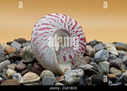 Set aus bunten Muscheln und Steinen auf orangefarbenem Hintergrund. Stockfoto