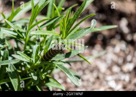 WESTERN Monarch Butterfly Raupe, die Ascplias fascicularis frisst, einheimische Milchkrautpflanze, Blick auf den Kopf Stockfoto