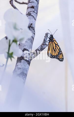 WESTERN Monarch Butterfly, Danaus plexippus, Seitenansicht aus der Nähe in einem neblig weißen kalifornischen Hausgarten, der sich an einem Zweig klammert und den Betrachter ansieht Stockfoto