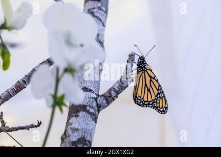 WESTERN Monarch Butterfly, Danaus plexippus, erwachsen, Seitenansicht aus der Nähe in einem neblig weißen kalifornischen Hausgarten, der sich an einem Zweig klammerte und den Betrachter ansah Stockfoto