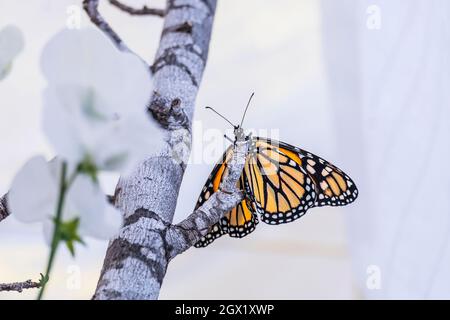 WESTERN Monarch Butterfly, Danaus plexippus, erwachsen, Blick von unten, Nahaufnahme in einem neblig weißen kalifornischen Hausgarten, der sich an einem Zweig anklammert Stockfoto