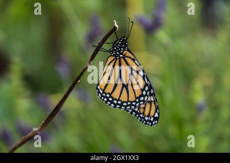 WESTERN Monarch Butterfly, Danaus plexippus, Erwachsener, Seitenansicht aus der Nähe in einem neblig weißen kalifornischen Hausgarten, der sich an einem Zweig, grünem Hintergrund, klammert Stockfoto