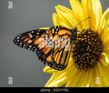 WESTERN Monarch Butterfly, Danaus plexippus, erwachsen, Nahaufnahme mit einer Sonnenblumenblüte, in einem kalifornischen Hausgarten Stockfoto