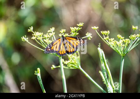 WESTERN Monarch Butterfly adult Weibchen, neu geschlüpft, Flügel auf Garten Fenchel Blumen mit abstrakten grünen Garten Hintergrund verteilt; Details von Flügel ve Stockfoto