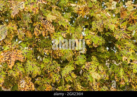 Pilzerreger Rhytisma acerinum oder Tarspot-Pilz, auf Acer pseudoplatanus oder Sycamore-Blättern im britischen Herbst. Stockfoto