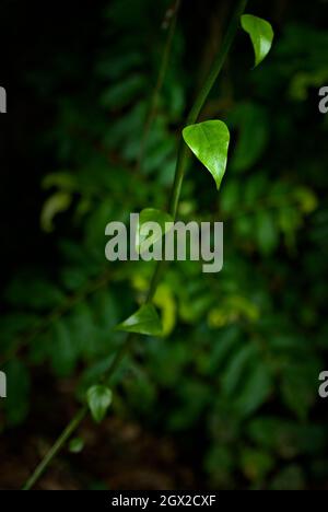 In Cairns, Qld, Australien, hängt eine leuchtend grüne Rebe diagonal über den Rahmen mit einem Hintergrund tropischer Regenwaldvegetation. Stockfoto