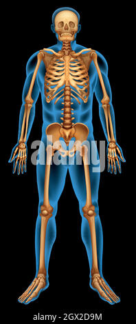Menschliches Skelett-Systems Stock Vektor