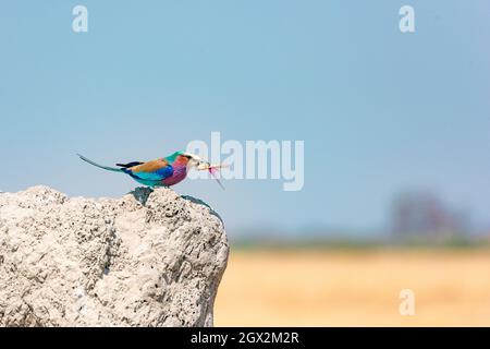 Fliederbreatrolle mit großer Cricket, botswana, afrika Stockfoto