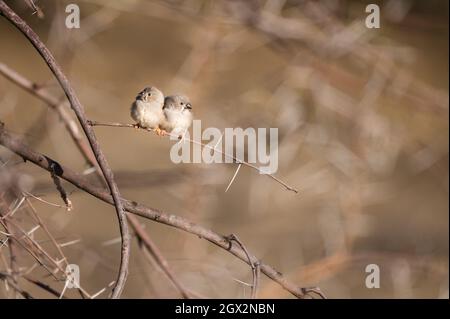 Zwei juvenile Zebra-Fiches kuscheln sich in der wärmenden Sonne, die auf einem schützenden Dornbusch im australischen Western Central Queensland thront. Stockfoto