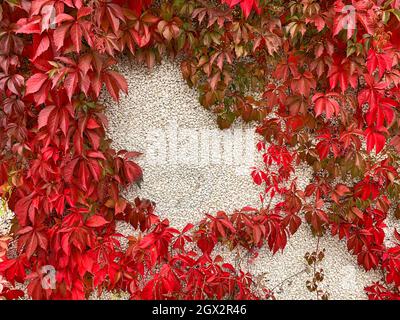 Roter Herbst virginia lässt Rebe an Steinmauer Stockfoto