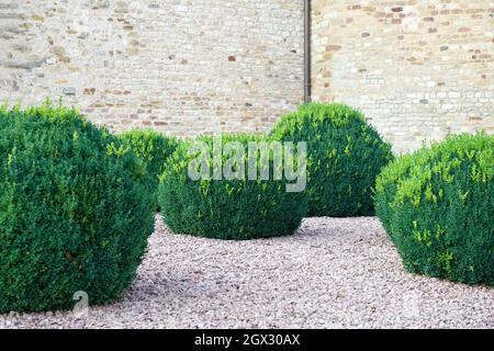 Schöne immergrüne dekorative Buchsbaum Sträucher Kugeln auf den Steinen im Garten Stockfoto