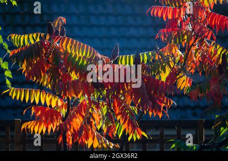 Wimbledon, London, Großbritannien. 4. Oktober 2021. Nach starken Regenfällen leuchtet die Morgensonne auf einem Rhus-Baum lebendiges Herbstlaub. Quelle: Malcolm Park/Alamy Live News Stockfoto