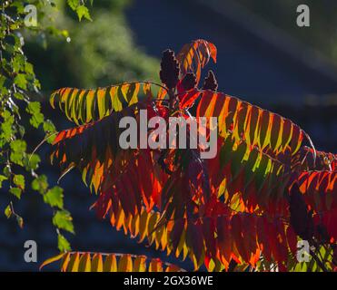 Wimbledon, London, Großbritannien. 4. Oktober 2021. Nach starken Regenfällen leuchtet die Morgensonne auf einem Rhus-Baum lebendiges Herbstlaub. Quelle: Malcolm Park/Alamy Live News Stockfoto