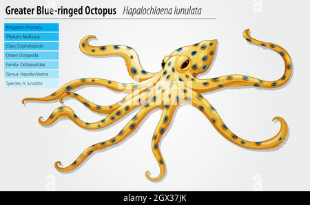 Blau-beringte Krake Stock Vektor