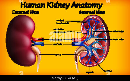 Anatomiediagramm der menschlichen Niere Stock Vektor