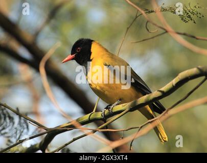 Schwarzkopf-Oriole (Oriolus larvatus) auf einem Ast Stockfoto