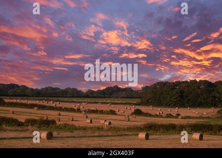 Frisch geschnittene und geballte Heurollen bereit für die nächsten Jahre Futter und Silage. Sonnenuntergangsbild mit strahlend rotem Himmel. Stockfoto