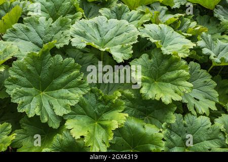 Darmera peltata Peltiphyllum peltatum breite grüne Blätter, gebräuchliche Namen: Indische Rhabarber- oder Regenschirmpflanze, Familie: Saxifragaceae, Region: western U Stockfoto