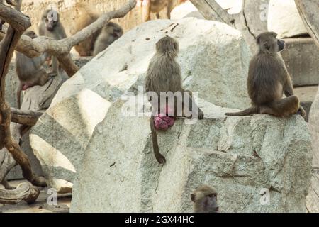 Eine Familie von Pavianen, die auf einem Felsen in der Sonne ruhen. Stockfoto