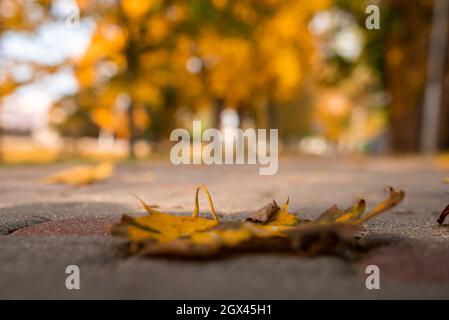 Orangefarbener Herbstlaub liegt auf der Straße im Park. Stockfoto