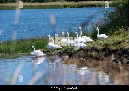 Gruppe von Mute Swans in Druridge Pools, Northumberland, Großbritannien Stockfoto