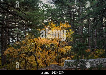 Herbstmischwald. Wald aus Laub- und Kiefernbäumen. Gelbe, orange, grüne, rote Laubtöne. Dichter undurchdringlicher Wald. Hohe Stämme aus Konif Stockfoto