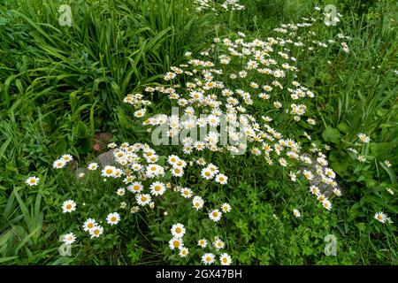 Viele Büsche von weißen Gänseblümchen (lat.Matricária) auf einem Hintergrund von grünem Rasen. Stockfoto