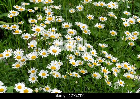 Viele weiße Gänseblümchen (lat.Matricária) auf einem Hintergrund von grünem Gras. Stockfoto