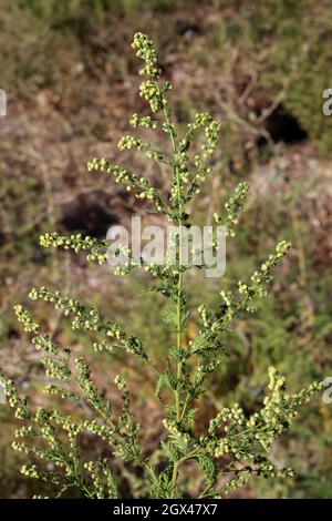 Artemisia annua, Sweet Annie, Sweet Sagewort, Armoise annuelle, Compositae. Wildpflanze im Sommer geschossen. Stockfoto