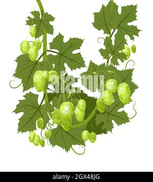 Hop. Ein Zweig mit dichten Bogenblättern und Kegeln. Schlaffe Triebe mit Blättern. Wilde Natur. Flache Illustration. Vektor. Stock Vektor