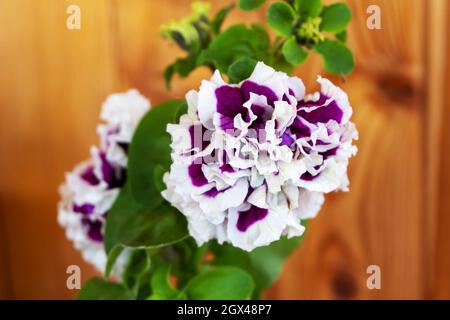 Terry Petunia Blume Pirouette Parple F1 close-up auf einem hölzernen Hintergrund. Stockfoto