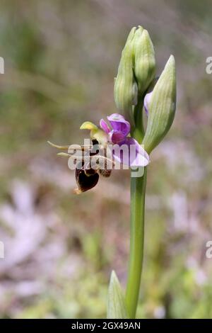 Ophrys scolopax subsp. Cornuta, Ophrys cornuta, Woodcock Orchid, Orchidaceae. Wildpflanze im Sommer geschossen. Stockfoto