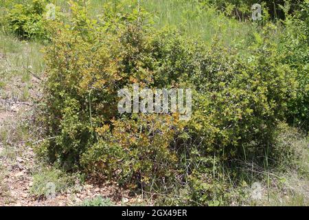 Quercus coccifera, Kermes Oak, Fagaceae. Wildpflanze im Sommer geschossen. Stockfoto