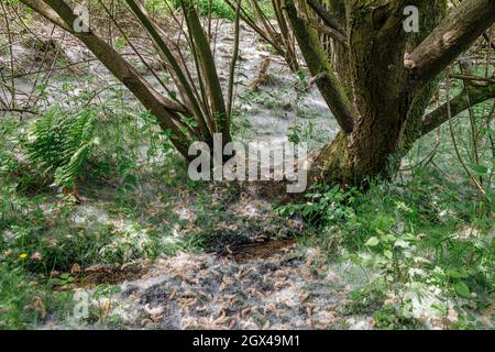 Teppich aus Samen von Weidenkätzchen, Snipe Dales Country Park, Lincolnshire Stockfoto