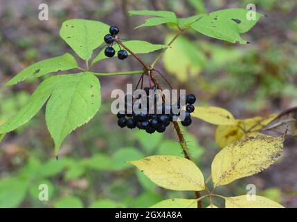 Beeren von Eleutherococcus senticosus wachsen im Fernen Osten Russlands Stockfoto