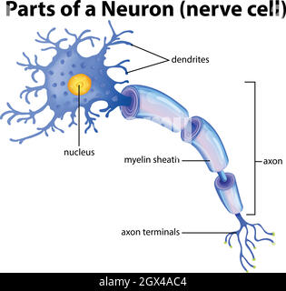 Teil eines Neuron-Diagramms Stock Vektor
