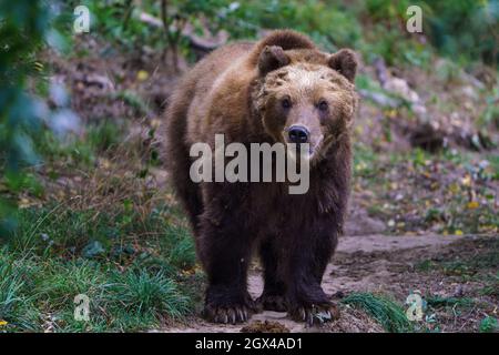 Kamtschatka Braunbär im Wald, Ursus arctos beringianus Stockfoto
