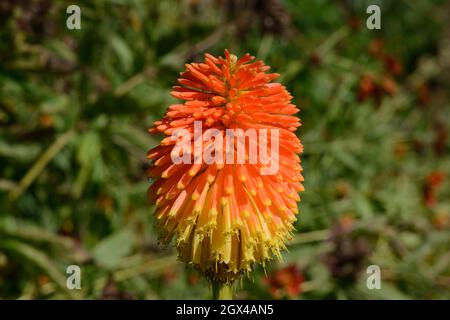 Kniiphofia Rooperi Roopers Red Hot Poker Blütenkopf Stockfoto