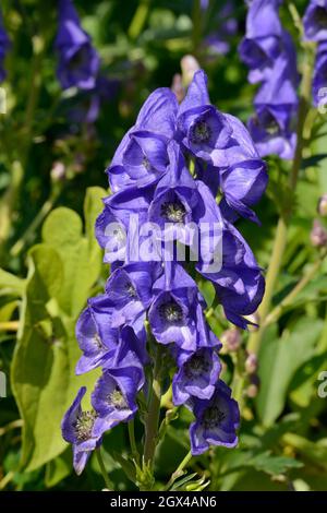 Aconitum carmichaelii blau Moonkshood Blüten Stockfoto