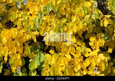 Celastus orbiculatus orientalisch bittersüß stark wachsender Laubkletterer im Frühherbst Stockfoto