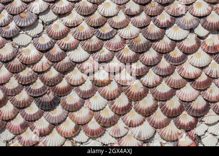 Wand mit Jakobsmuscheln bedeckt, Provinz Pontevedra, Galizien, Spanien. Stockfoto