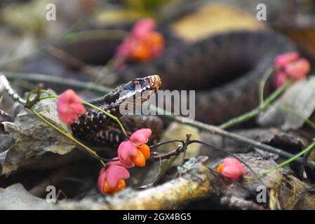 KIEW, UKRAINE - 03. OKTOBER 2021 - Eine gemeinsame europäische Addernatter (vipera berus) schlängelt sich zwischen den rosa Blüten, Kiew, Zentralukraine Credit: Ukrinform/Alamy Live News Stockfoto
