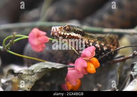 KIEW, UKRAINE - 03. OKTOBER 2021 - Eine gemeinsame europäische Addernatter (vipera berus) schlängelt sich zwischen den rosa Blüten, Kiew, Zentralukraine Credit: Ukrinform/Alamy Live News Stockfoto