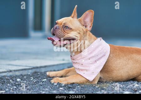 Rote keuchende französische Bulldogge, die eine rosa Bandanna um den Hals trägt Stockfoto