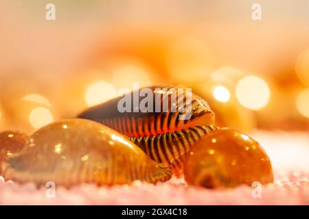 Exotische spiralförmige Muscheln mit Kristallkugeln marmoriert auf grünem Samt. Nahaufnahme. Draufsicht. Stockfoto