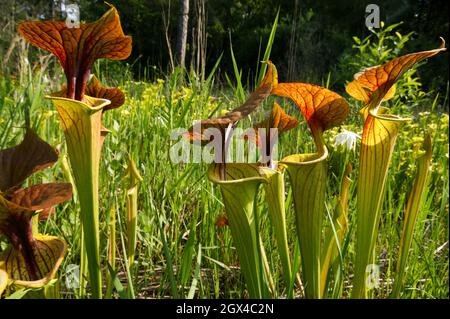 Rote geägte Krug von Sarracenia flava var. cuprea, der gelben Krug-Pflanze mit rotem Deckel, South Carolina, USA Stockfoto