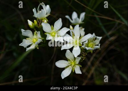 Weiße Blüten der Venusfliegenfalle, Dionaea muscipula, North Carolina, USA Stockfoto