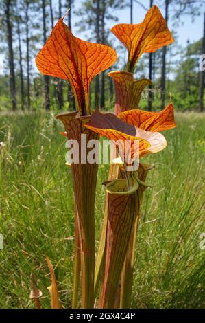 Rote geägte Krug von Sarracenia flava var. cuprea, der gelben Krug-Pflanze mit rotem Deckel, South Carolina, USA Stockfoto